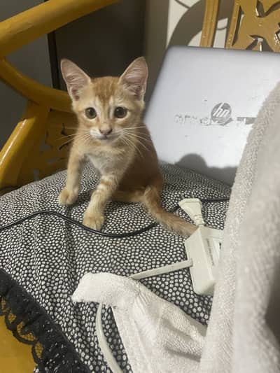 Cute ginger kitten for adoption