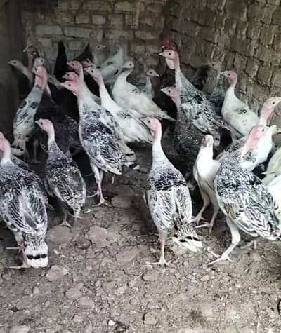 Turkey adults available