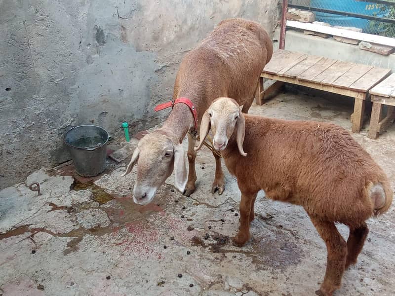 چکی دومبی منہ سے پوری ساتھ 2 ماہ کی لیلی 0