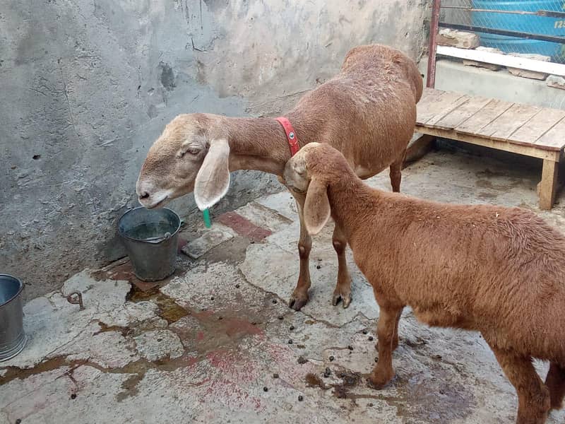 چکی دومبی منہ سے پوری ساتھ 2 ماہ کی لیلی 3