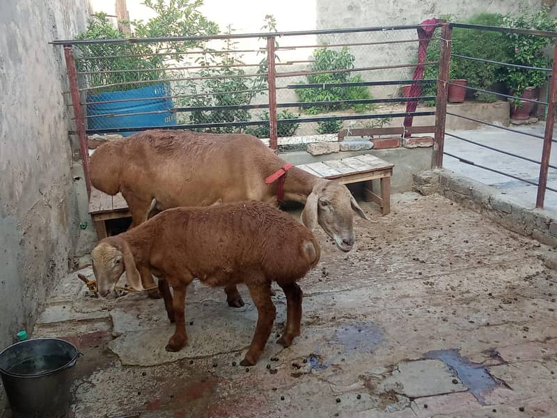 چکی دومبی منہ سے پوری ساتھ 2 ماہ کی لیلی 4