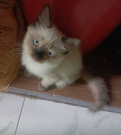Siamese Male female Available