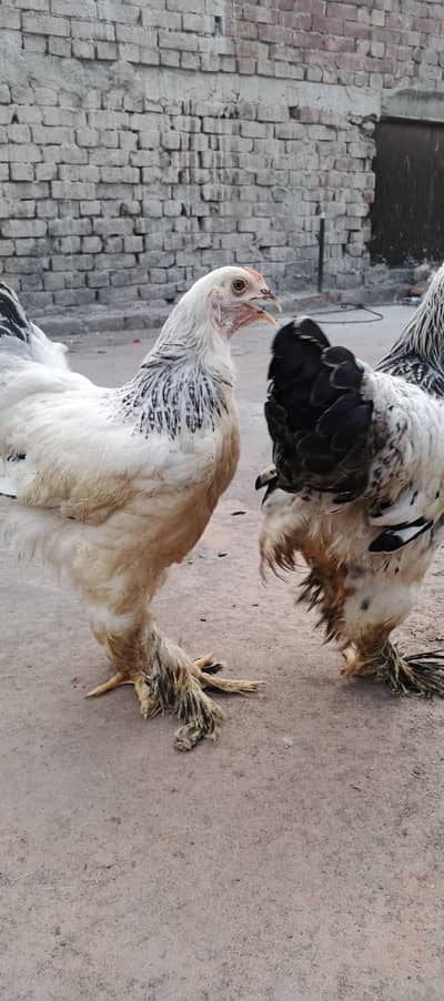 light brama pair for sale and mini flower pair zero