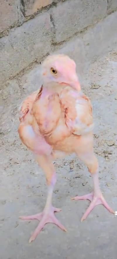 Aseel chicks for sale
