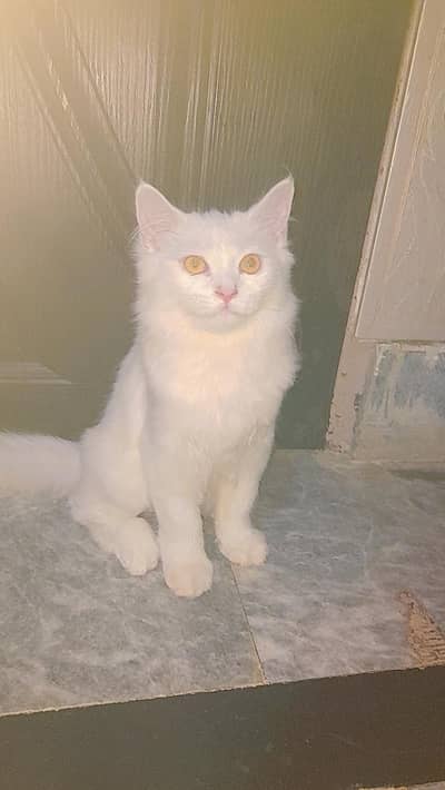 male Kitten Tripple coat for sale only serious buyer with discounts