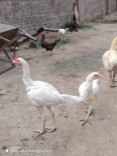 mianwali Aseel