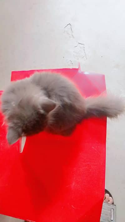 pure Persian cat | Double coated