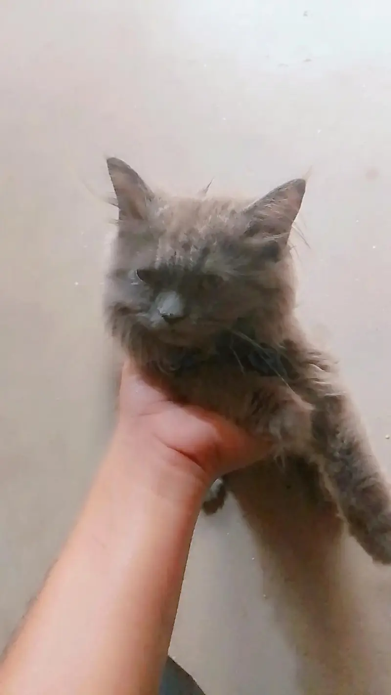 pure Persian cat | Double coated — photo 2