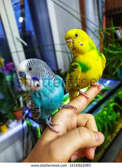 1 year +age breeder pair