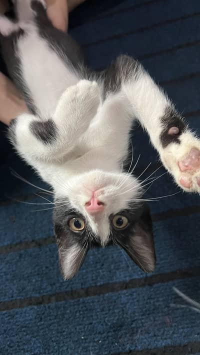 ADORABLE 8 WEEK OLD MALE KITTENS FOR ADOPTION!!