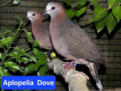 Aplopelia Doves | Doves For Sale | Qumri | Fakhta | All kind of Doves