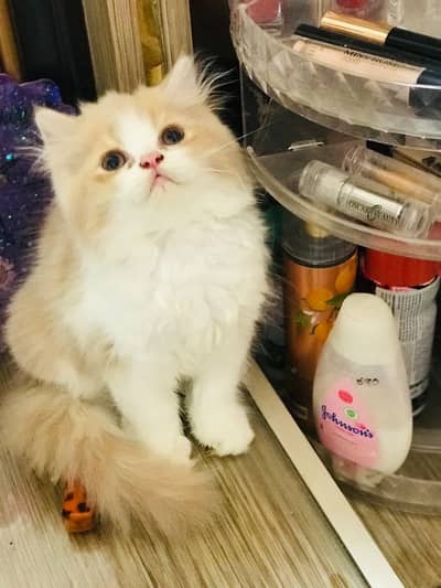 Persian kitten