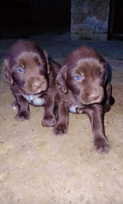 labrador puppy | chocolate labra Dog | labra dog