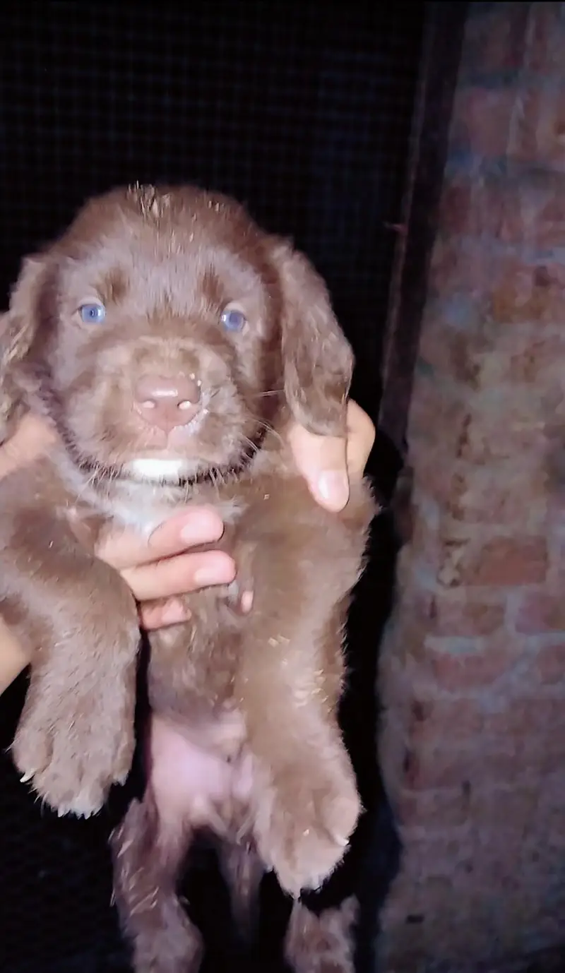 labrador puppy | chocolate labra Dog | labra dog — photo 2