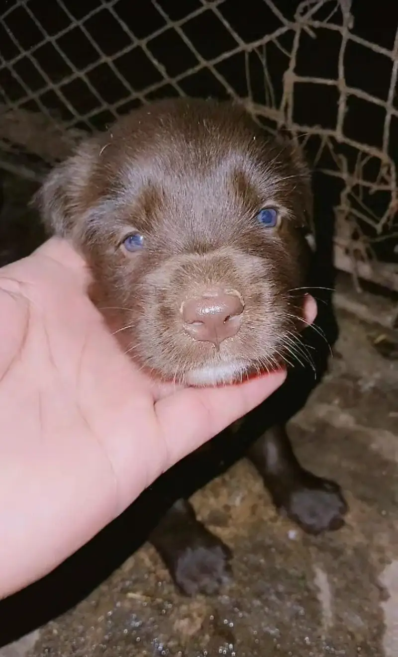 labrador puppy | chocolate labra Dog | labra dog — photo 3