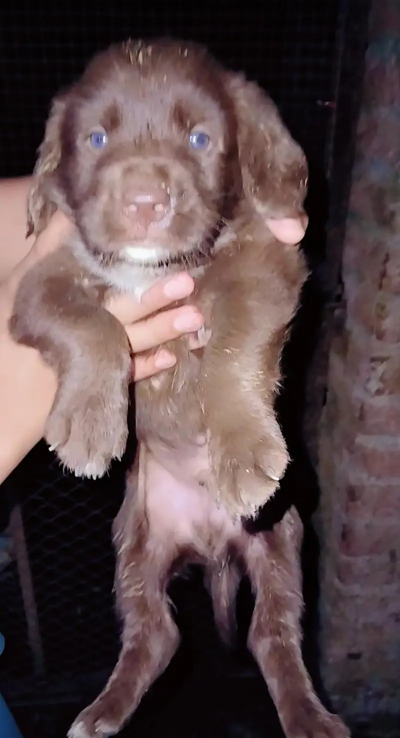 labrador puppy | chocolate labra Dog | labra dog — photo 4