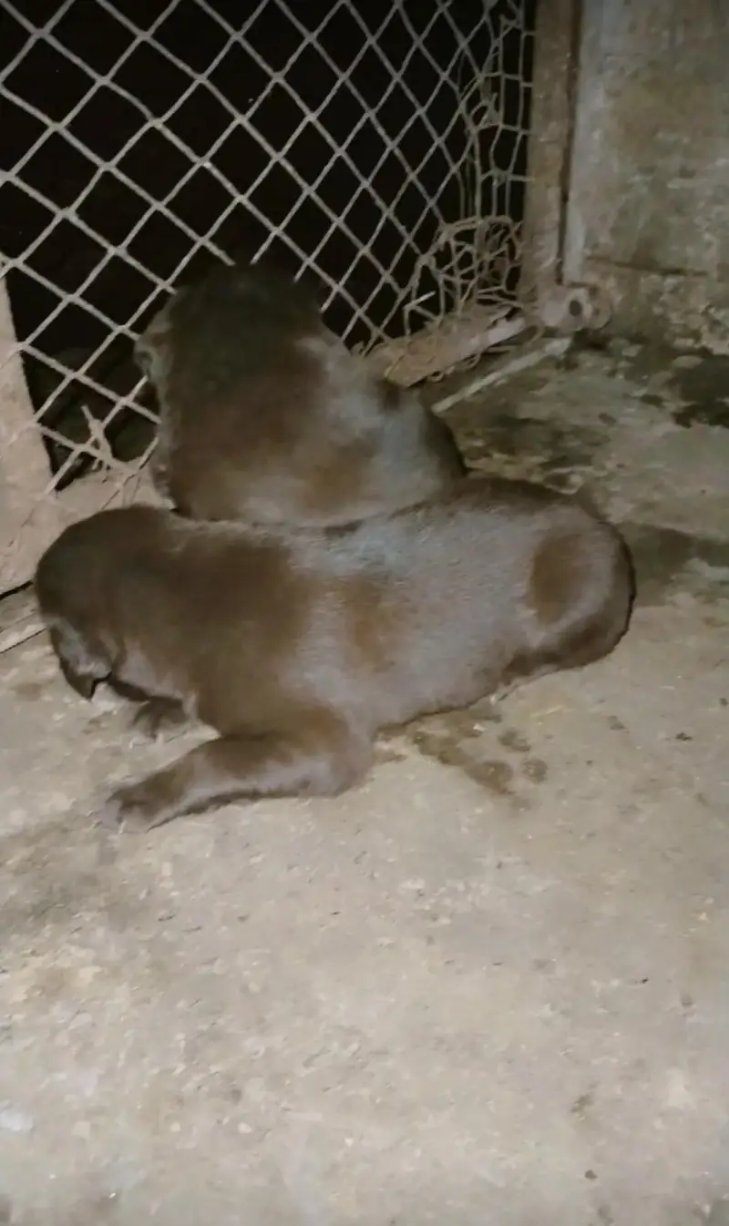 labrador puppy | chocolate labra Dog | labra dog — photo 5