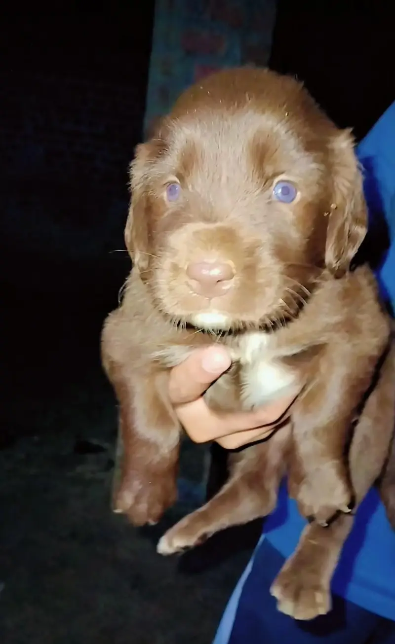 labrador puppy | chocolate labra Dog | labra dog — photo 6