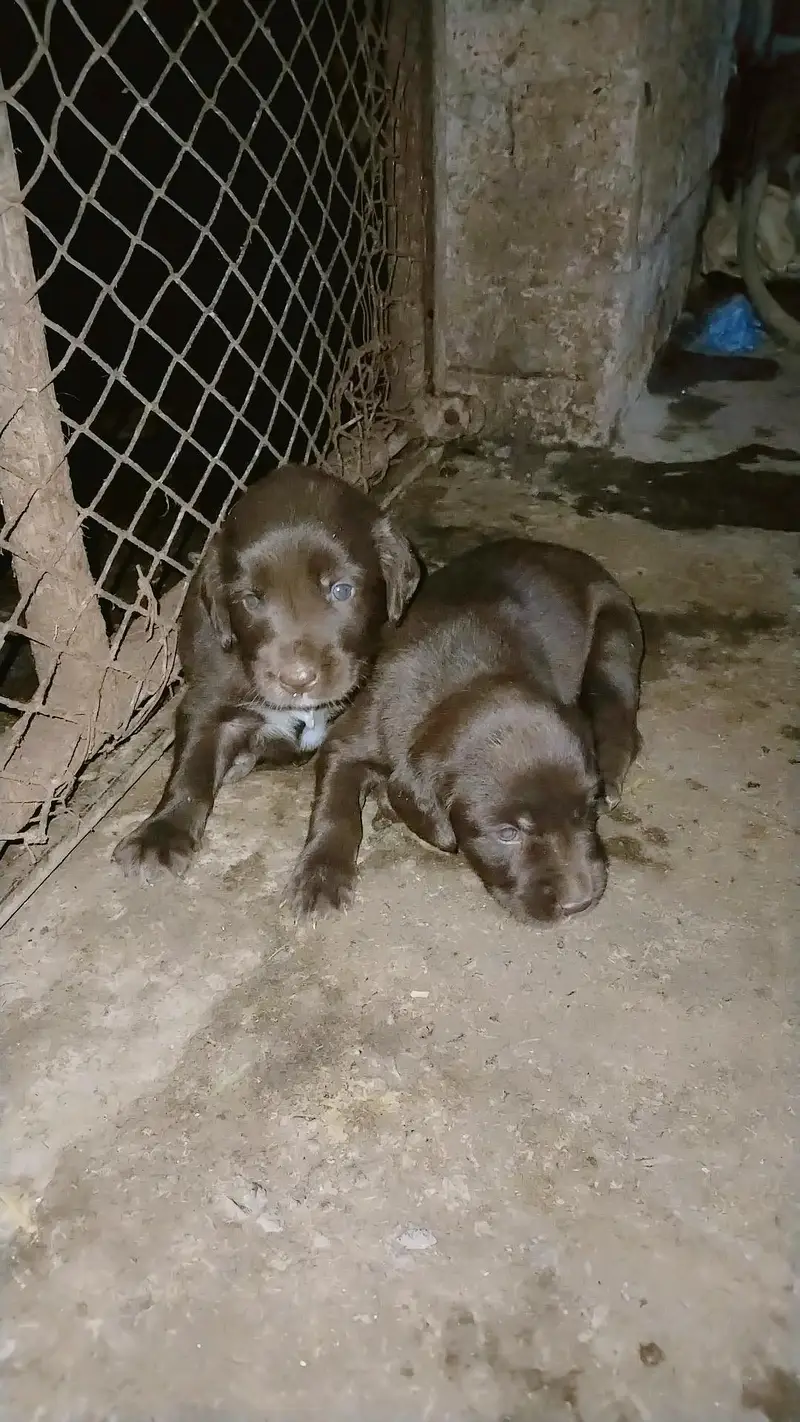 labrador puppy | chocolate labra Dog | labra dog — photo 7