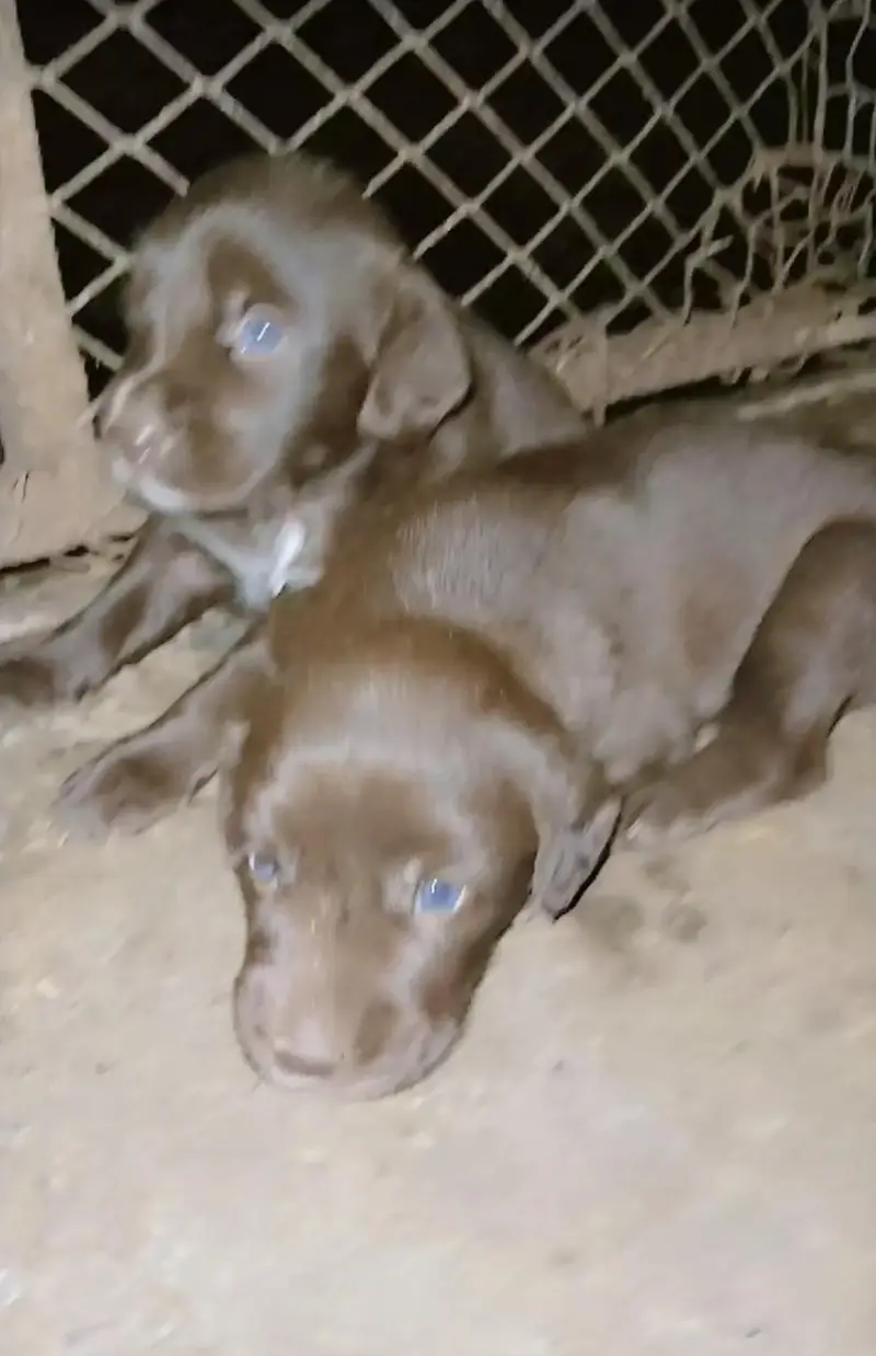 labrador puppy | chocolate labra Dog | labra dog — photo 8
