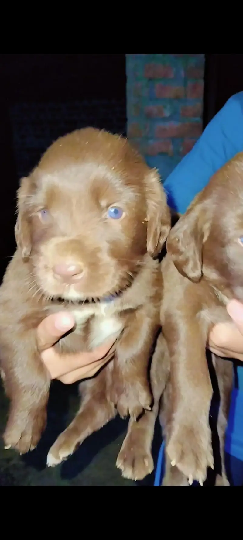 labrador puppy | chocolate labra Dog | labra dog — photo 9
