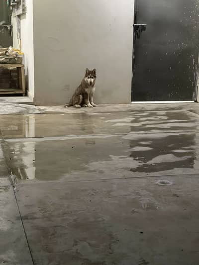 Husky male triple coat 2.5 month