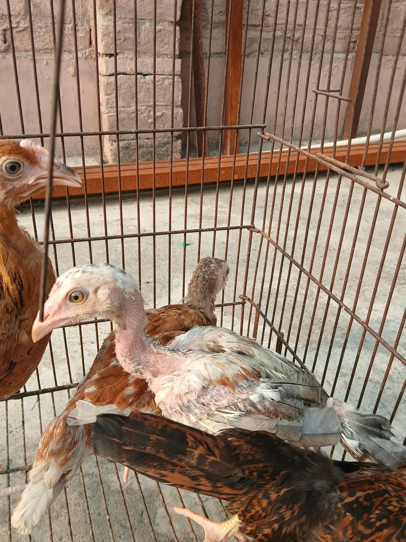 aseel chicks