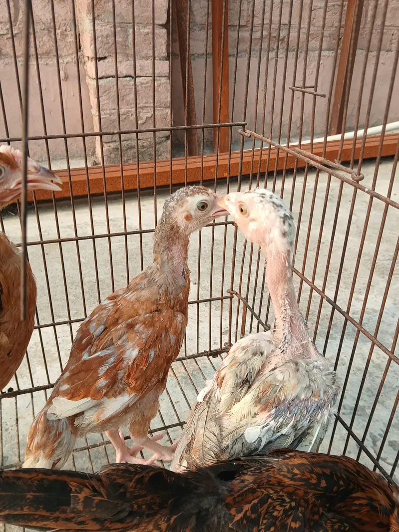 aseel chicks — photo 2