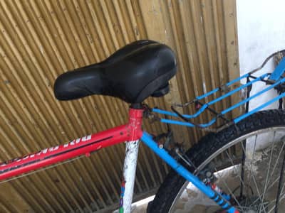 dolphin rever cycle