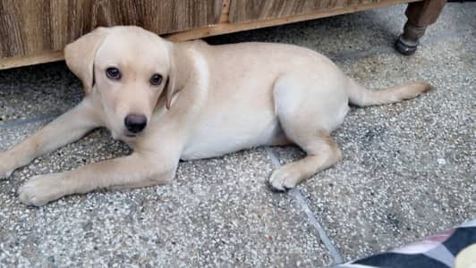 Labrador