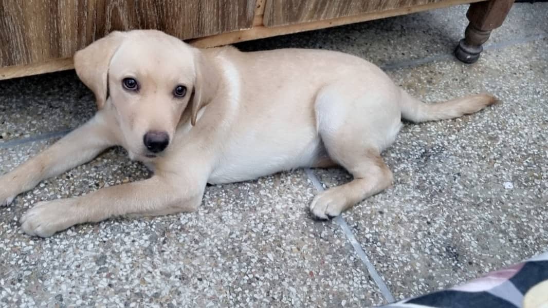Labrador 0