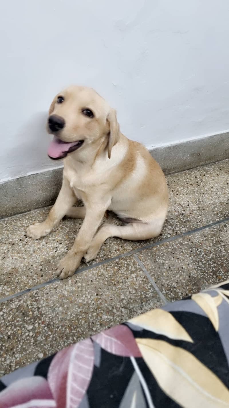 Labrador 1
