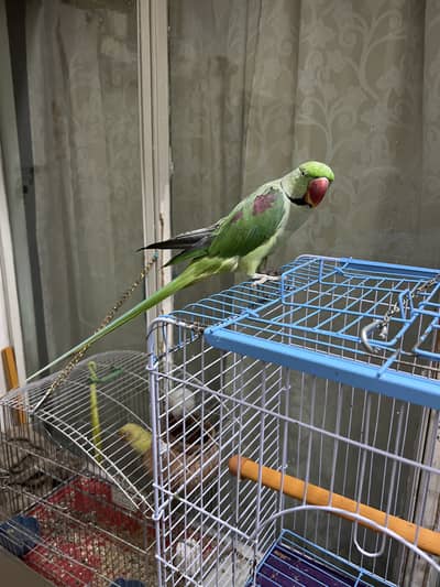 Raw parrot