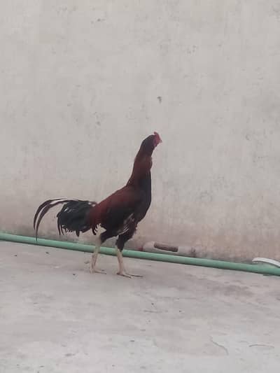Aseel Patha for sale