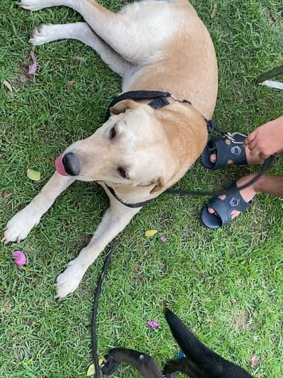 British Golden male Labrador retriever