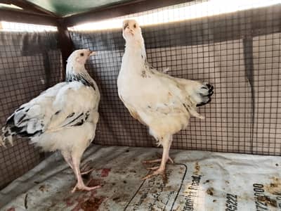 Light Sussex 2 Female For sale