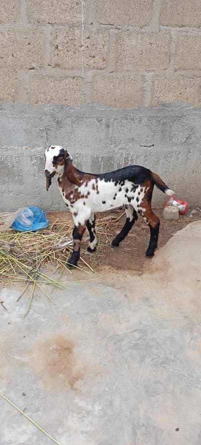 Bakra