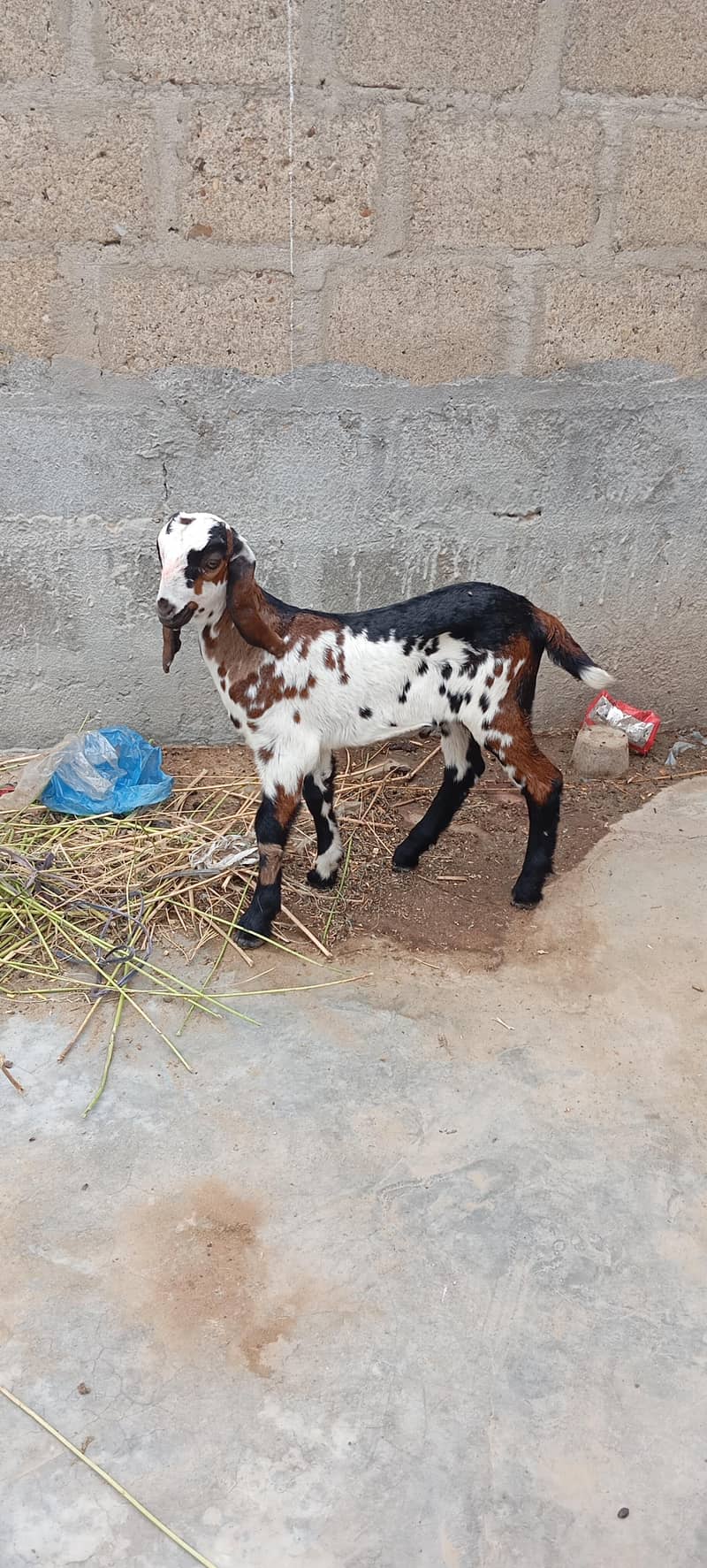 Bakra 0