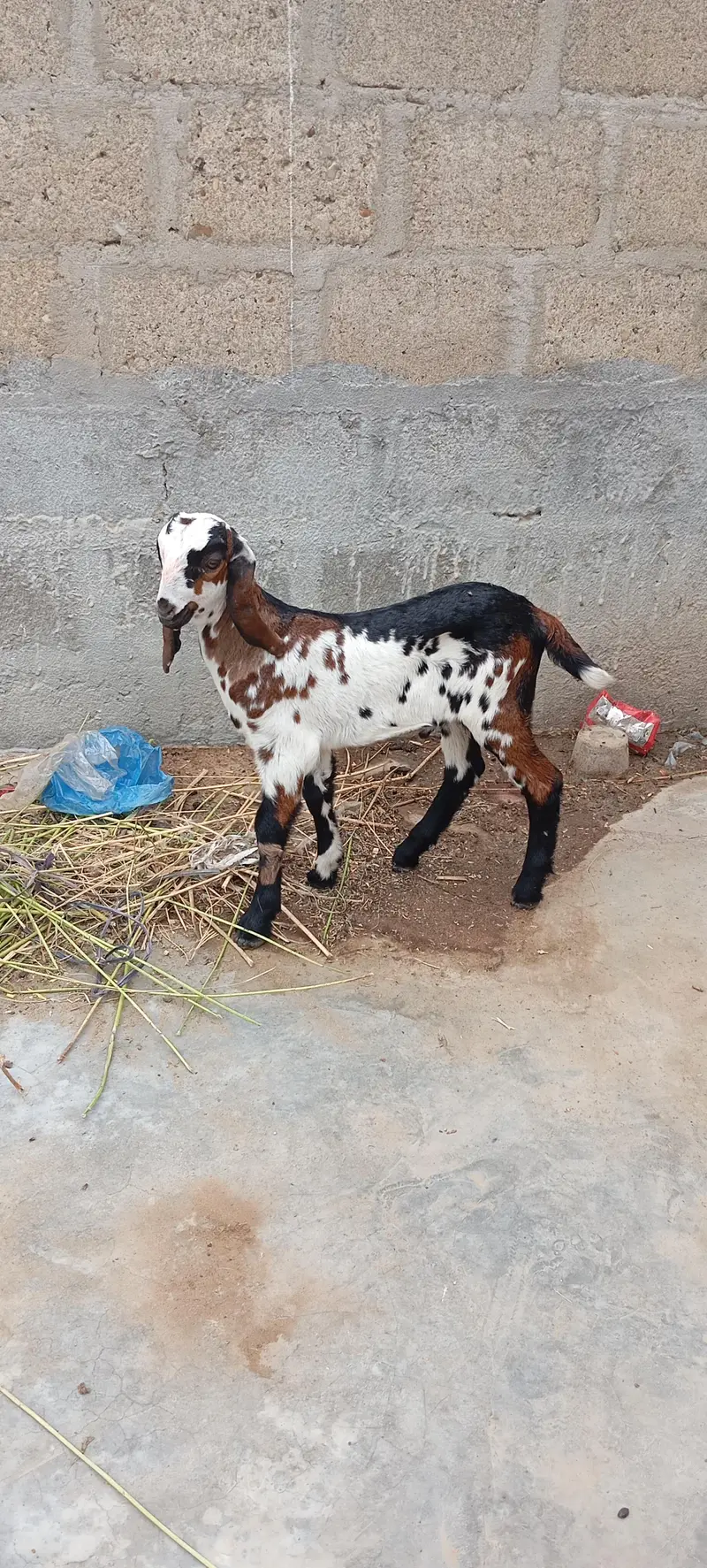 Bakra