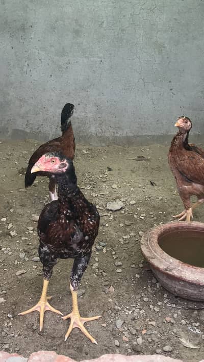 Pakistani aseel chicks