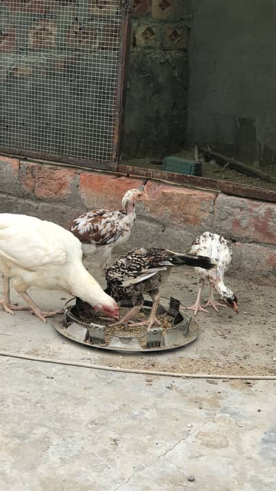 Heera aseel female and Chicks