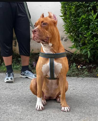 Pitbull American Bully Xl Bully