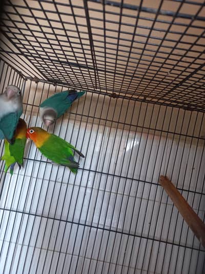 lovebirds pairs