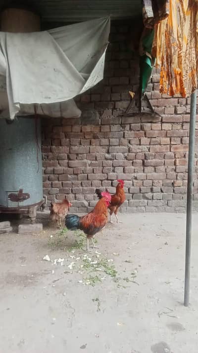 Desi Murga