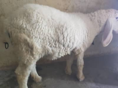 female sheep