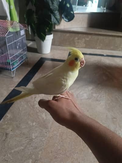 Yellow Cockatiel