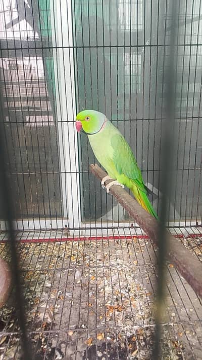 ringneck breeder male