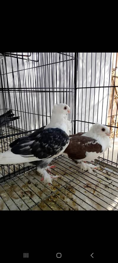 satnet breeder pair