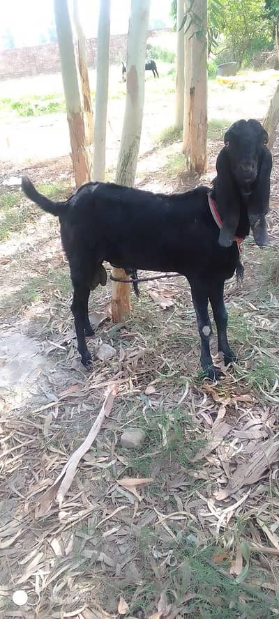 Bakra for sale