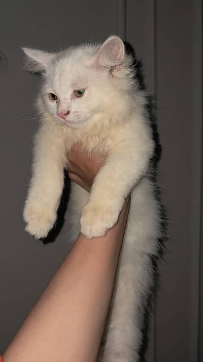 Vaccinated White Persian Female Cat for Sale – 1.5 Years Old